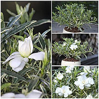 Гарденія "Golden Crown". GARDENIA jasminoides "Golden Crown".