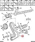 Ремінь ГРМ на Fiat Ducato 230, Peugeot Boxer, Citroen Jumper (1994-2002) 2.5D, 2.8JTD/HDi, 98419390, 0816E5, фото 6