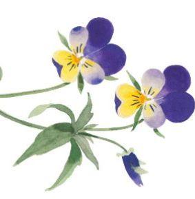 Екстракт фіалки триколірної Екстракт фіалки триколірної