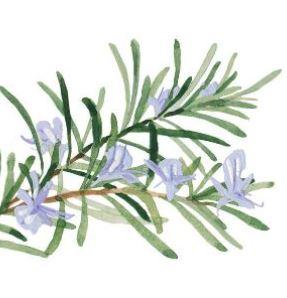 Екстракт листя розмарину Екстракт листя розмарину