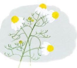 Екстракт квіток ромашки Екстракт квіток ромашки