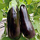 Насіння Баклажана Навал F1, 500 насінин,Sakata, фото 8