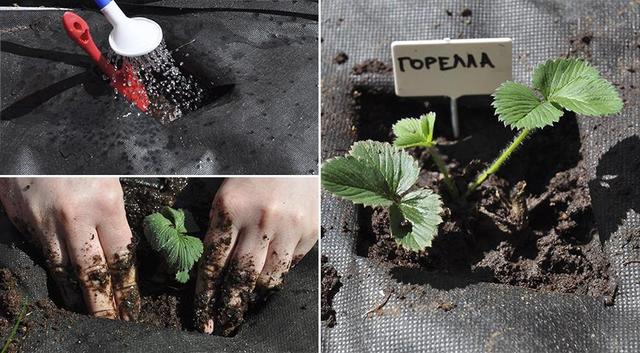 vusadka klubniki pod agrovolokno chernoe agrovolokno