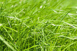 Насіння трави для засівання Райграс 1 КГ