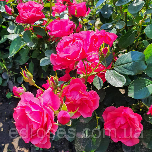 Роза Пинк Форест Роуз (Pink Forest Rose): продажа, цена в