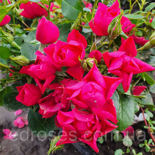 Пинк Форест Роуз (Pink Forest Rose): продажа, цена в