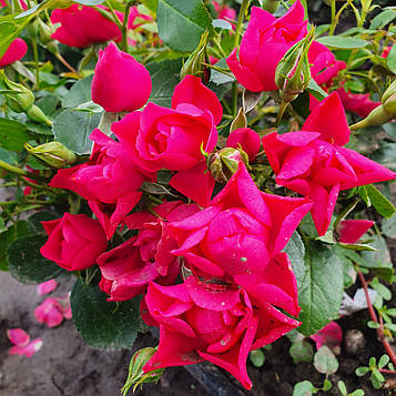 Пінк Форест Роуз (Pink Forest Rose)