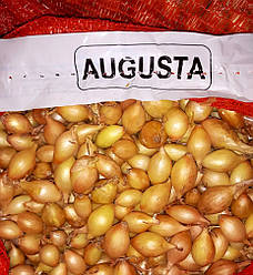 Августо/Augusta цибуля совок (арпаш), 1 кг — жовтий, озимовий
