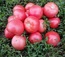 Насіння томату рожевого TL 18304 F1, 500 насіння, Esasem