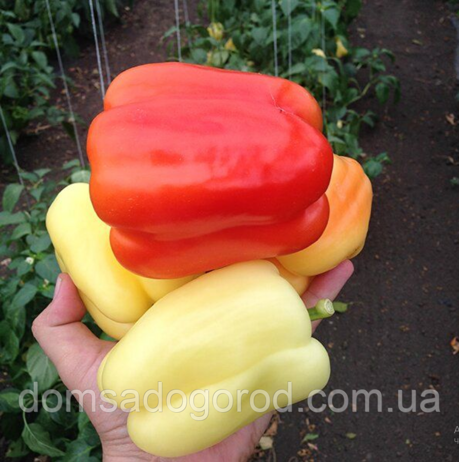 Перець солодкий САЛАНА F1 | SALANA F1 Sakata 500 насінин