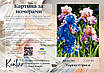 Картина за номерами 40×50 см Kontur. Барвисті іриси DS0430, фото 3