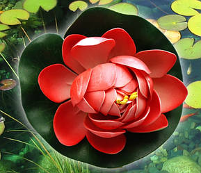 Декоративний Лотос Кораловий малий