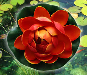 Декоративний Лотос Бордовий малий