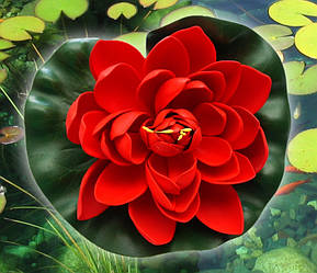 Декоративний Лотос Червоний середній