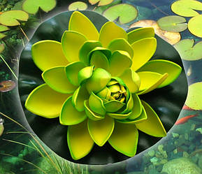 Декоративний Лотос Салатовий середній