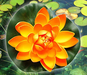 Декоративний Лотос Жовтогарячий середній