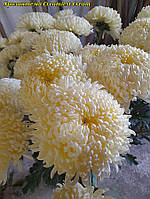 Хризантема Creamiest Cream (Креміст Кремовий) одноголова. великобарвкова