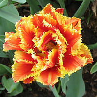 Тюльпан Gold Dust (махровий+оторочений) цибулина (1 шт.)