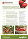 Насіння томата Пеконет F1, 500 насіння, Syngenta, фото 4
