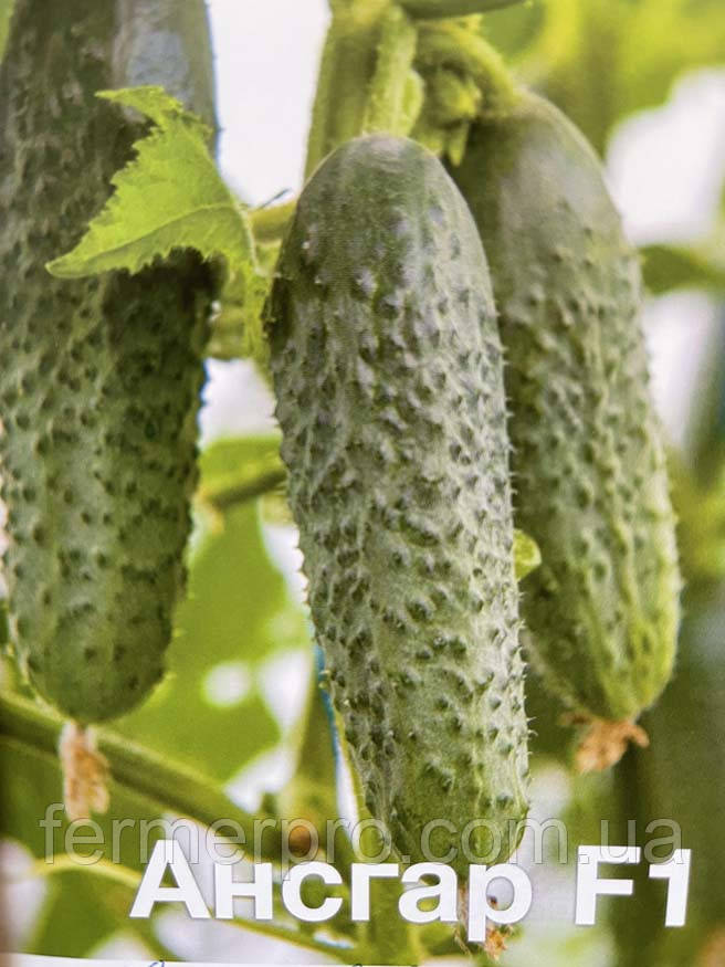 Насіння огірка Ансгар F1, 250 насіння, Enza Zaden, фото 1