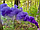 Кольоровий дим для фотосесії Фіолетовий Maxsem MA0509 Purple smoking fountain 40 сек, фото 3