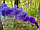 Кольоровий дим Maxsem MA0509 набір Блакитний Бірюзовий Малиновий Фіолетовий Бордовий 45 сек, 5 шт/уп, фото 6