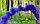Кольоровий дим для фотосесії Фіолетовий Maxsem MA0509 Purple smoking fountain 40 сек, фото 4