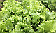 Салат тип Батавія Авеледа, 1000 насіння, Enza Zaden, фото 2