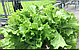 Салат тип Батавія, Вайдоза, 1000 насіння, Enza Zaden, фото 2