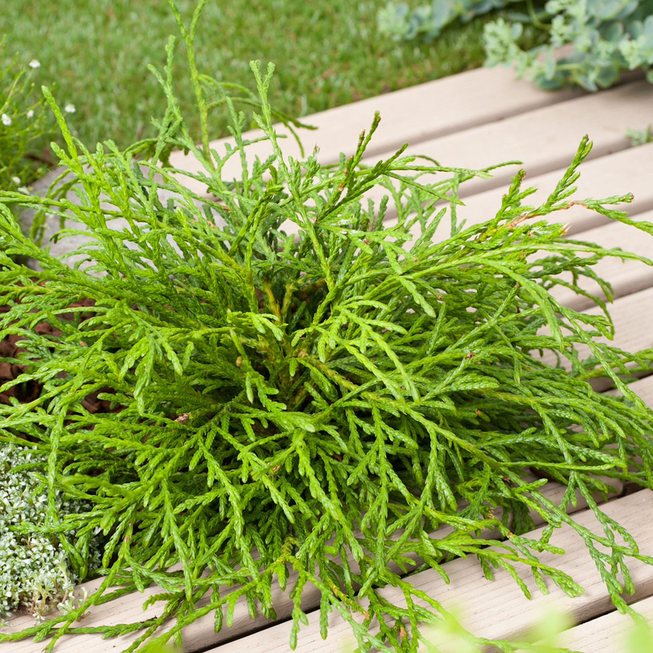 Саджанці Туї складчастої Кагерс Б'юті, 4-х річна (Thuja plicata Kagers Beauty) С3