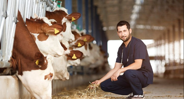 Сіль для корів