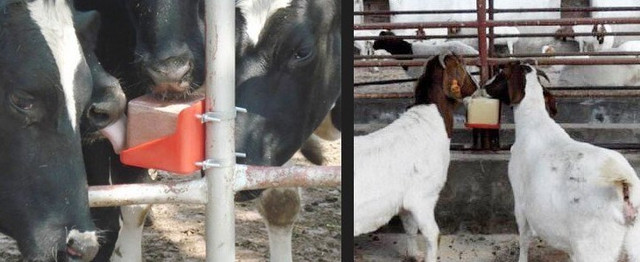 Кормова сіль в брикетах лизунець для тварин