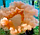 Кольоровий дим для фотосесії Помаранчевий Maxsem MA0509 Orange smoking fountain 45 сек, фото 5
