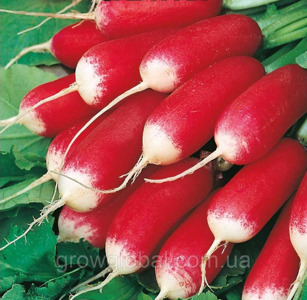 Насіння редиски Ополянка, 1кг