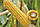 Насіння кормової кукурудзи Хотин, 1кг, фото 2