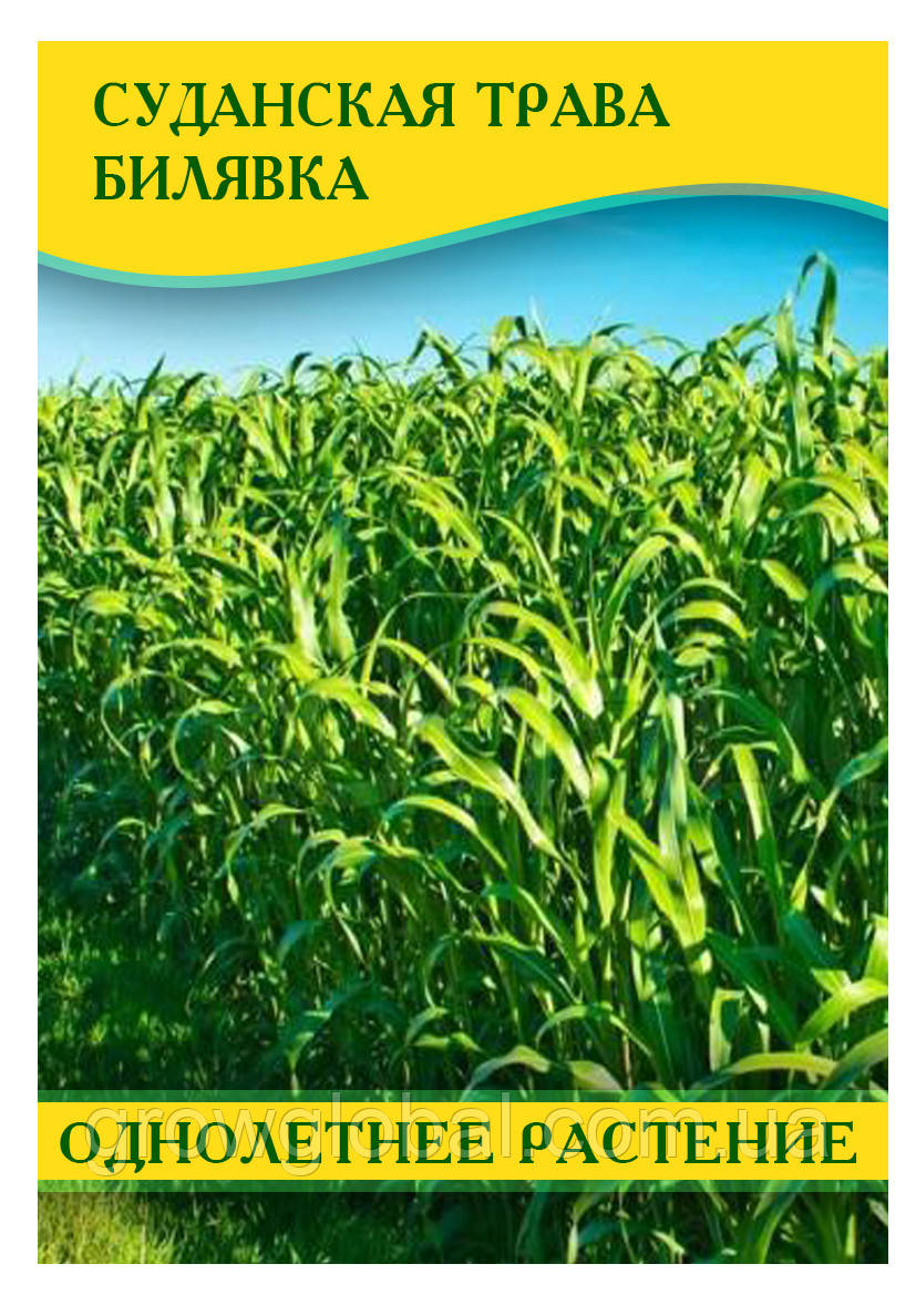 Насіння Суданська Трава Білявка, (Сорго Суданське), 1кг