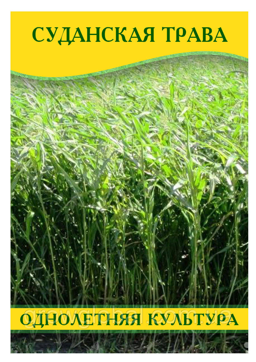 Насіння Суданська Трава Голубовська 25, (Сорго Суданське), триколірна, 1кг
