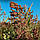 Насіння Суданська Трава Голубовська 25, (Сорго Суданське), триколірна, 1кг, фото 2