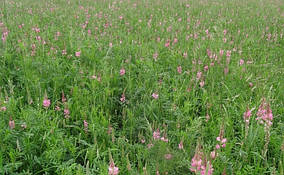 Насіння Еспарцета піщане, мішок 25 кг