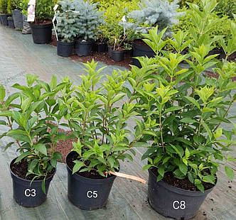Саджанці гортензії Скайфолл (Hydrangea pan. Skyfall) 4-хрічні С8, фото 2