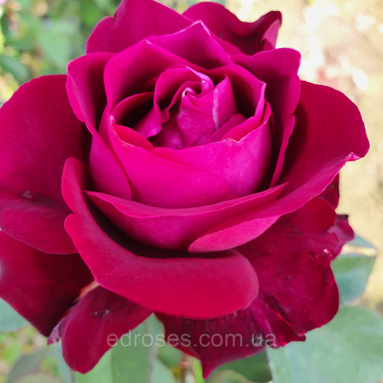 Ілліос (Illios), фото 1