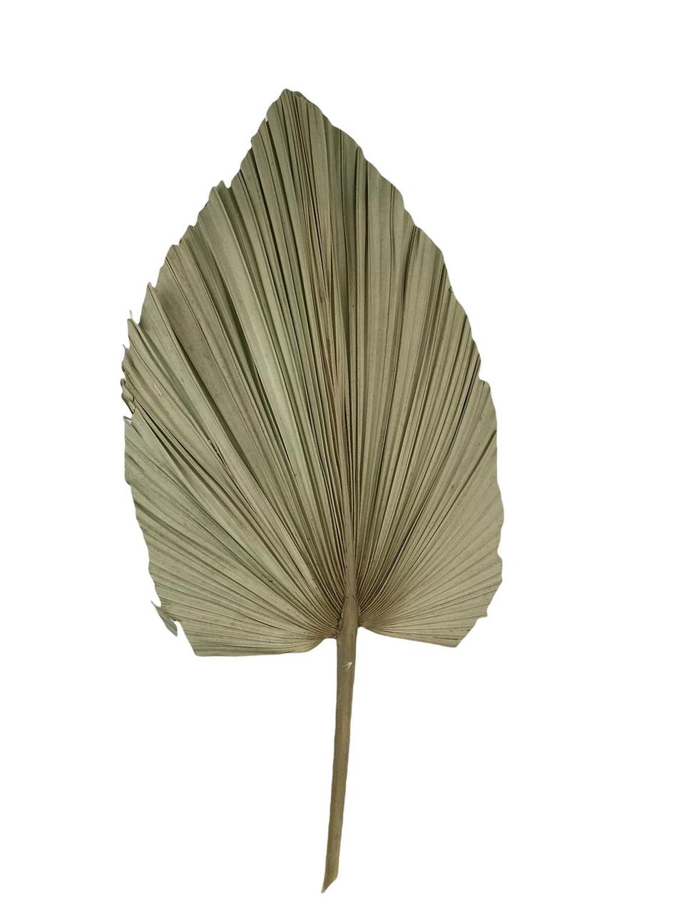 Лист Пальмы, Сухостой, Средний — Купить Недорого на Bigl.ua (1630835042)