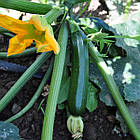 Кабачок Тарміно F1 5 шт., фото 5