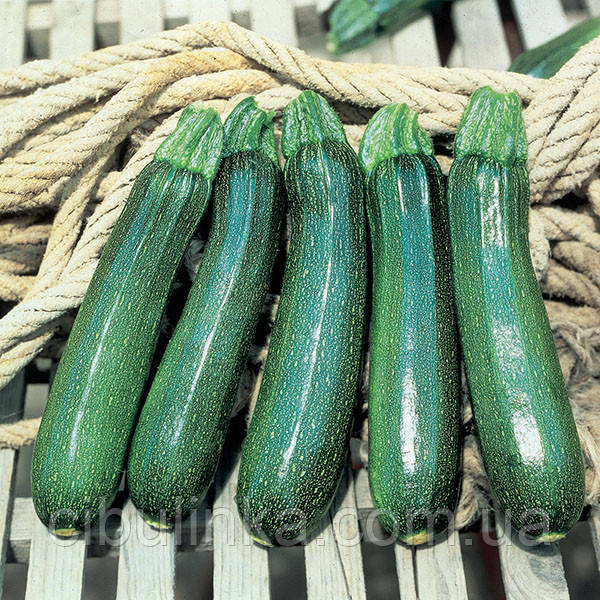 Кабачок Тарміно F1 5 шт., фото 1