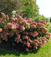 Гортензія волотиста Фантом/Hydrangea paniculata 'Phantom', С4