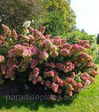 Гортензія волотиста Фантом/Hydrangea paniculata 'Phantom', С4 - фото 1 - id-p1711315918