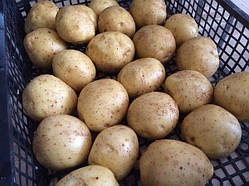 Картопля насіннева сорт Коломбо ранній  1 репродукція від 5 кг