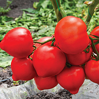 Томат БЛОССОМ F1 | BLOSSOM F1 Елітний ряд 1грам