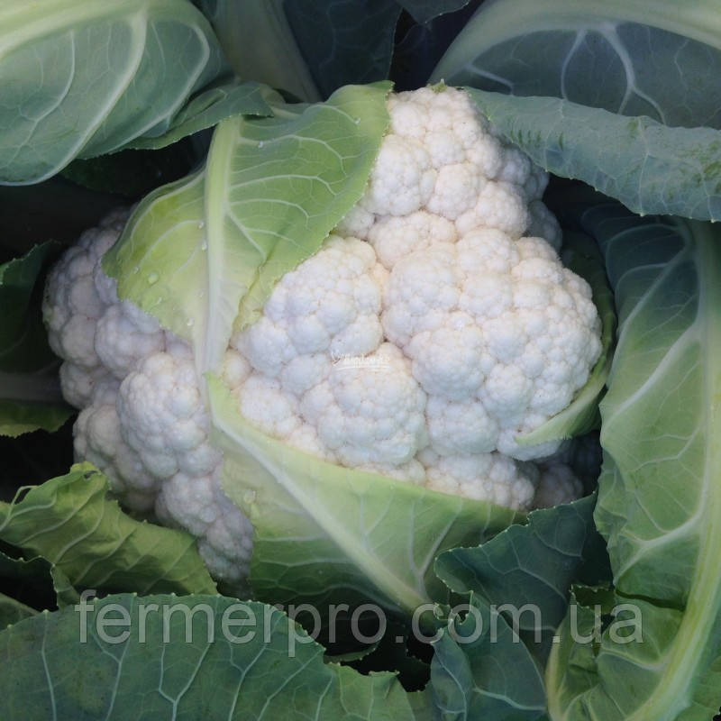 Насіння капусти Джава F1 2500 Syngenta, фото 1