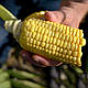Насіння цукрової кукурудзи Акцент F1 100.000 насіння Syngenta, фото 2